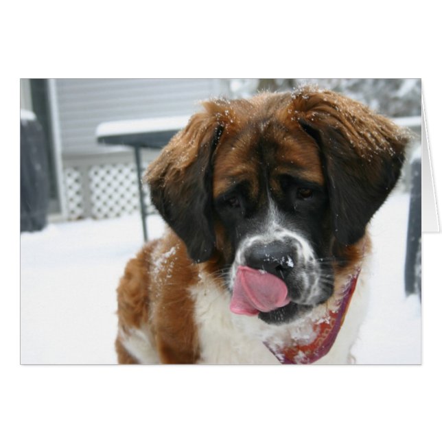 Carte Saint Bernard léchant la neige (Devant horizontal)