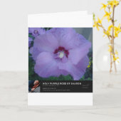 Carte Saint Rose pourpre de Sharon (Fleur jaune)