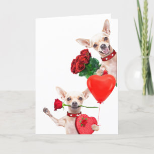 Carte Saint Valentin Cute Funny Chihuahuas avec Rose