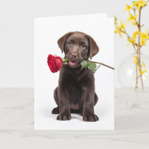 Carte Saint-Valentin Lab chocolat