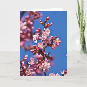Carte Sakura Cerisiers en Fleur Touchant le Bleu