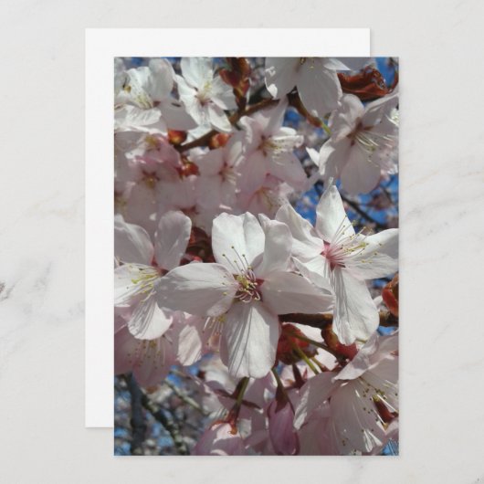 Carte Sakura Tree en fleurs de cerisier vierge (Devant / Derrière)