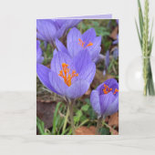 Carte Salutation d'automne Crocus Blank (Devant)