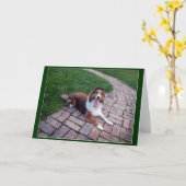 Carte Salutation de chien ou de Sheltie de moutons de (Fleur jaune)