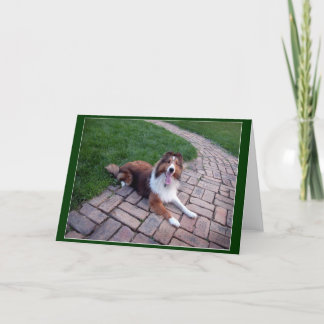 Carte Salutation de chien ou de Sheltie de moutons de