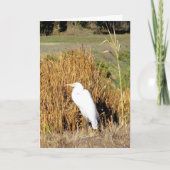 Carte - Salutation - Egret in Grass (Devant)