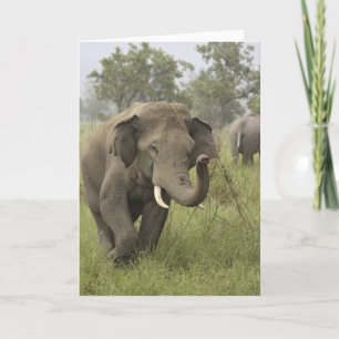 Carte Salutation éléphant indien/asiatique, Corbett