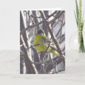 Carte - Salutation - Oiseau jaune dans les branche (Devant)