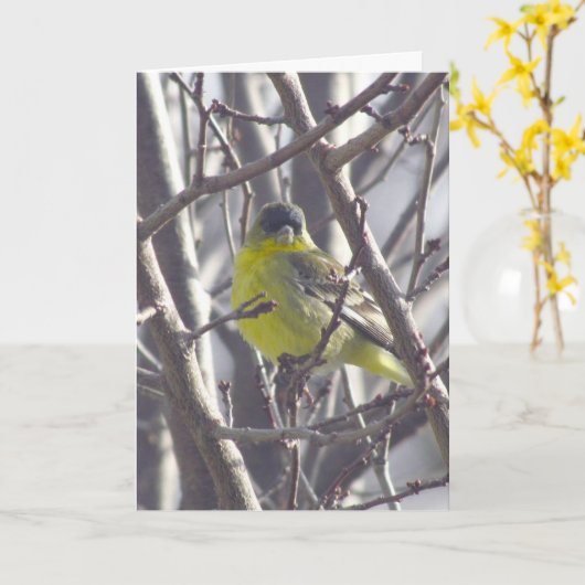 Carte - Salutation - Oiseau jaune dans les branche (Fleur jaune)