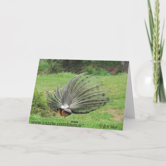 Carte - Salutation - Peacock 2 côtés (Dos)