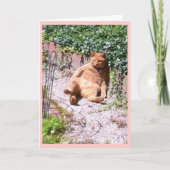 Carte Salutations à la chatte (Devant)