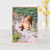 Carte Salutations à la chatte (Fleur jaune)