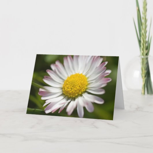 Carte Salutations Mini Daisy (Devant)