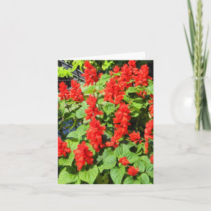 Carte Salvia rouge...