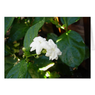 Carte Sampaguita