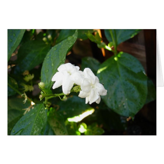 Carte Sampaguita (Devant horizontal)