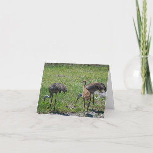 Carte Sandhill Granes Floride Oiseaux Nature Photographi