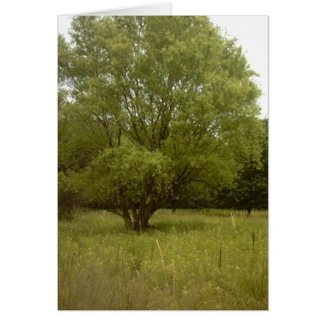 Carte sans frontière d'arbre de prairie (Devant)