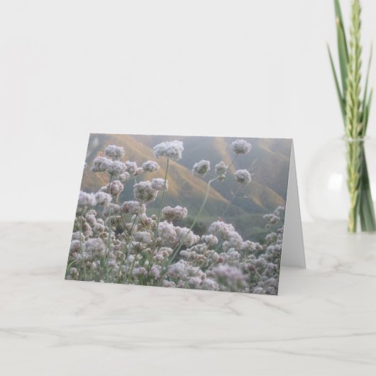 Carte Sarrasin de Californie (Devant)