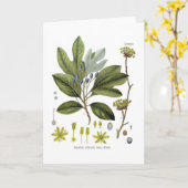 Carte Sassafras office (Fleur jaune)