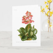 Carte Saxifrage pourpre (Fleur jaune)