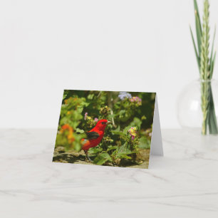 Carte Scarlet Tanager