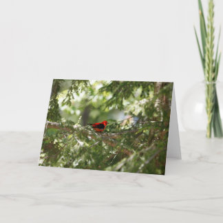 Carte Scarlet Tanager