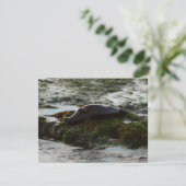 Carte Sceau du port de Sunset Lit II à San Diego (Debout devant)