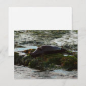 Carte Sceau du port de Sunset Lit II à San Diego (Devant / Derrière)