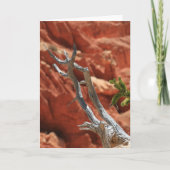 Carte Scène de canyon de Bryce (Devant)