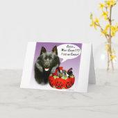 Carte Schipperke Halloween Candy (Fleur jaune)