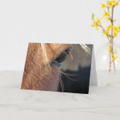 Carte Scotch the Horse Eye Closeup Toutes les occasions  (Fleur jaune)