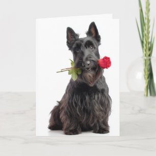 Carte Scottie Valentine – Amour et loyauté inébranlables