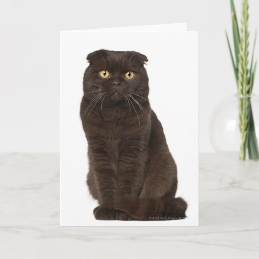 Carte Scottish Fold (18 mois) assis (Devant)