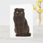 Carte Scottish Fold (18 mois) assis (Fleur jaune)