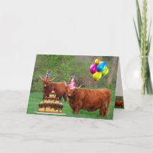 Scottish Highland Steer Party Anniversaire