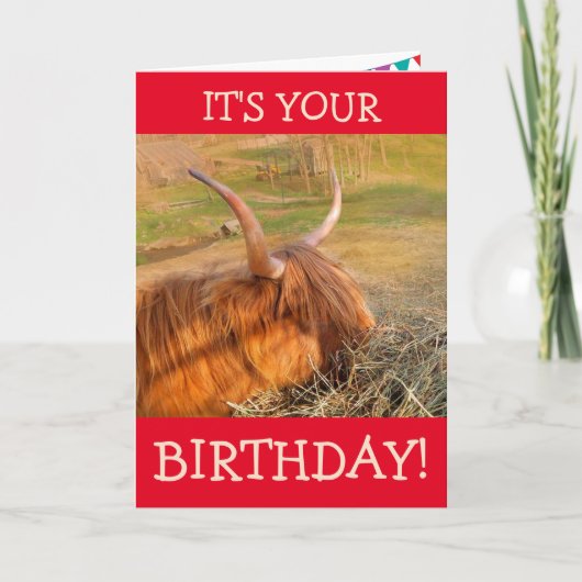 Carte Scottish Highland Steer Pig Out Anniversaire (Devant)