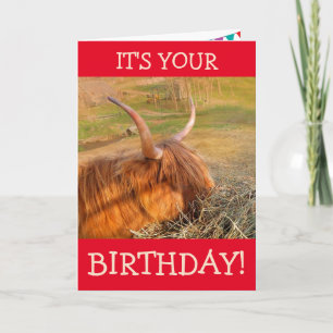 Carte Scottish Highland Steer Pig Out Anniversaire