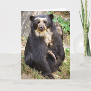 Carte Scratchs d'ours