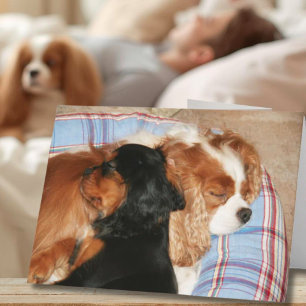 Carte Se sentir mieux grâce au Cavalier King Charles 