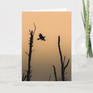 Carte Sea Eagle Wildlife Photo