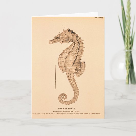 Carte Seahorse (Devant)