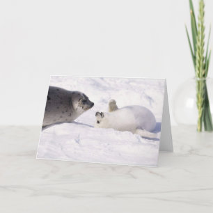 Carte seal buddies