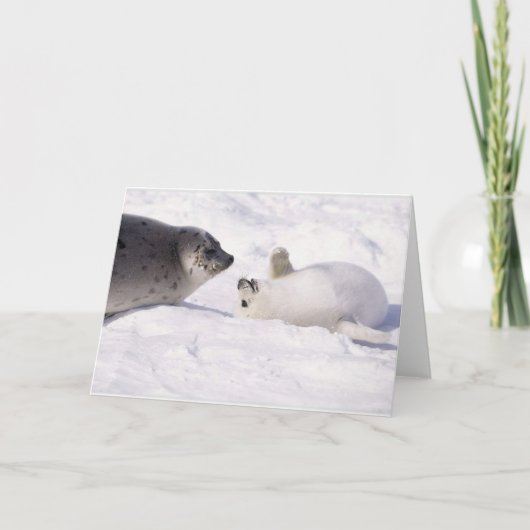 Carte seal buddies (Devant)
