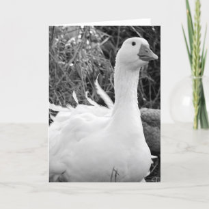 Carte Sebastopol Goose