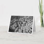 Carte Sedum Automne Joy (Dos)