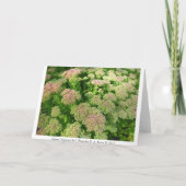 Carte Sedum Automne Joy (Dos)