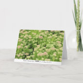 Carte Sedum Autumn Joy (Dos)