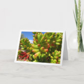 Carte Sedum Rubrotinctum, plante succulente haricot de g (Devant)