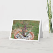 Carte Senecio Crassissimus, Plante Succulente (Devant)